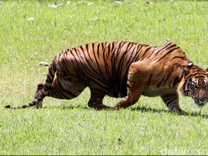 Tak Terlihat Sejak 2007, Harimau Dinyatakan Punah di Kamboja