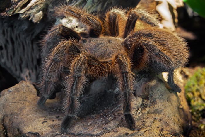 Ilustrasi Tarantula