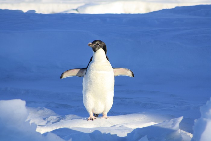 Ilustrasi Penguin