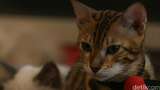 Hanya Punya 2 Kaki, Kucing Ini Mencuri Perhatian Netizen
