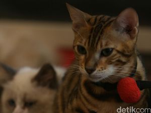 Karena Mitos, Pengendara Takut Tabrak Kucing di Jalanan