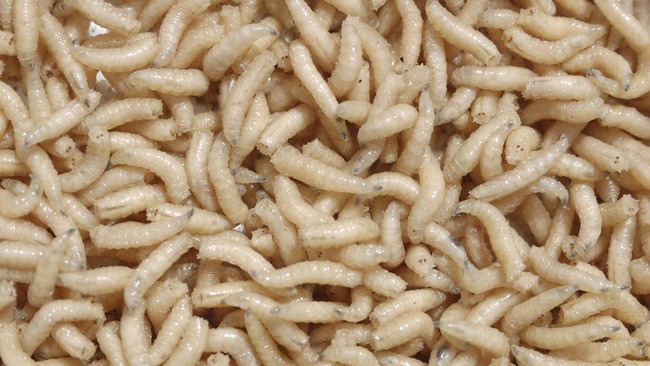 Hii! Belatung Ternyata Bisa Ditemukan di Bagian-bagian Tubuh Ini