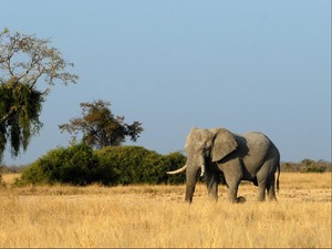 Mengenaskan! 22 Ekor Gajah Mati Diracun di Zimbabwe