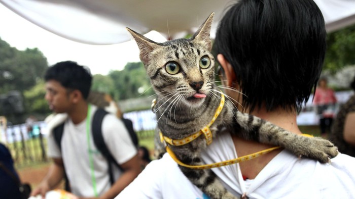 Ilmuwan Temukan Cara Hentikan Gerak-gerik Toksoplasma di Tubuh Manusia
