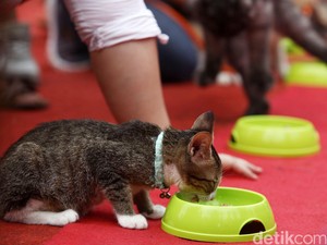 Memberi Nafkah Hewan Peliharaan dalam Islam, Bagaimana Hukumnya?