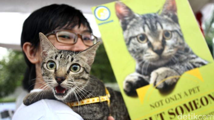 Seorang penggemar kucing berpose dengan hewan kesayangannya pada perayaan World Stray Animal Day di Bumi Perkemahan Ragunan, Jakarta Selatan, Sabtu (04/04/2015). Acara tersebut mengkampanyekan tindakan adopsi hewan peliharaan seperti kucing dan anjing yang terlantar, dari pada harus membelinya sebagai salah satu upaya mengendalikan populasi anjing dan kucing.