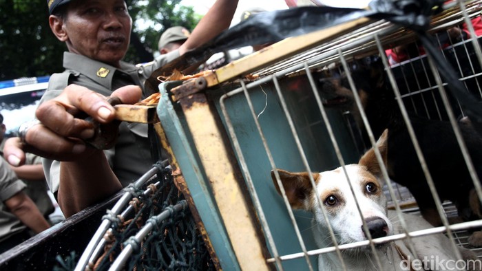 Razia Anjing dan Kucing Liar Cegah Rabies Suku Dinas Kelautan Pertanian dan Ketahanan Pangan bersama Satpol PP Jakarta Pusat melakukan razia anjing dan kucing liar di Jalan Latuharhary, Jakarta, Kamis (9/4). Razia ini dilakukan untuk meminimalisir melebarnya virus rabies. Razia ini terhadap para pedagang anjing dan kucing.