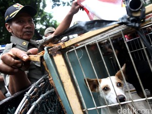 Cegah Rabies, Kementan Gelontorkan Dana Vaksin Rp 35 Miliar