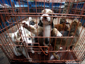 Begini Tantangan Mengendalikan Rabies di Nusa Tenggara Timur