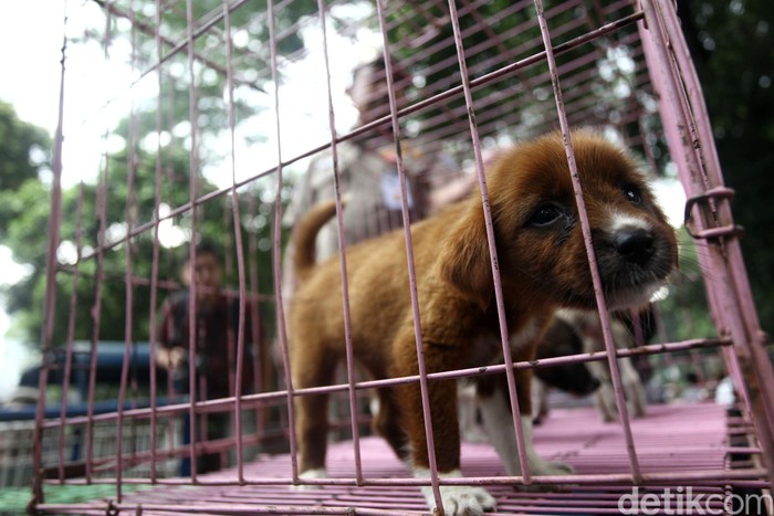 Lawan Rabies, 400 Ribu Anjing di Bali Akan Divaksinasi
