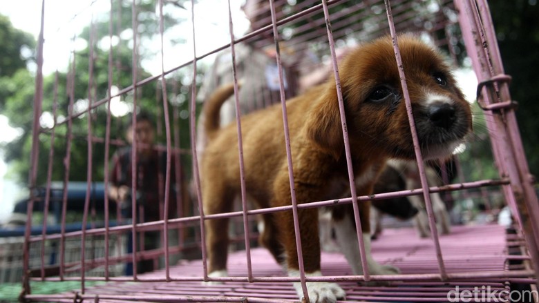 Diminta Anies, Dinas KPKP DKI: Tak Ada Razia Anjing dan Kucing Hari Ini Diminta Anies, Dinas KPKP DKI: Tak Ada Razia Anjing dan Kucing Hari Ini