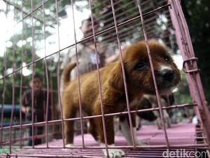 Perbanyak Tes Corona, Anjing pun Dilatih untuk Mengendus Virus