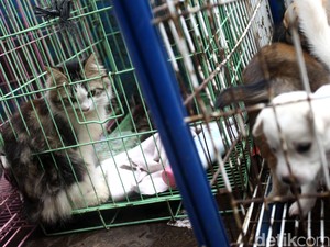 Ada KLB Rabies di Kalbar, Kemenkes akan Berikan Vaksin
