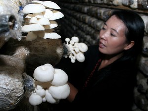 Begini Cara Kerja Beta Glukan Jamur Tiram Lawan Kanker Payudara