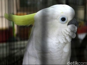 Faktor Manusia Jadi Kendala Utama Pelestarian Si Jambul Kuning