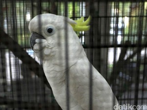Polisi Hutan dan Warga Lokal Jadi Garda Terdepan Jaga Kelestarian Alam