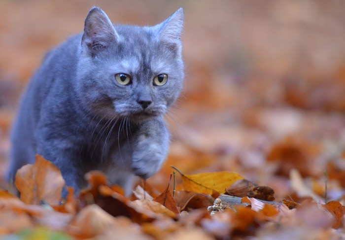 Ilustrasi kucing