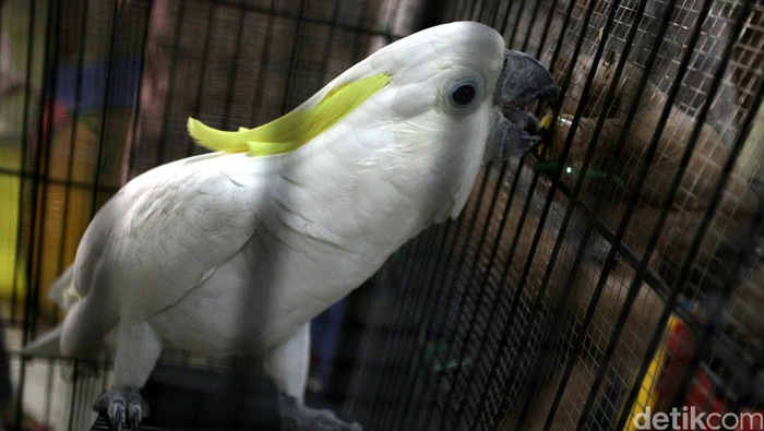 Begini Cara Pemerintah Awasi Kelestarian Jambul Kuning di Habitatnya