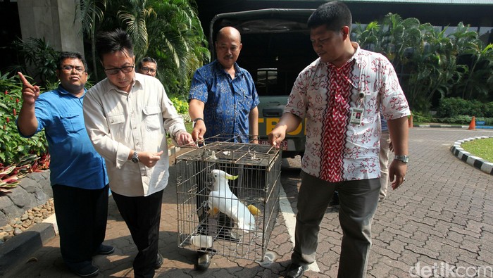 BKSDA dan Polda Aceh Sita 5 Ekor Satwa Dilindungi dari Rumah Warga