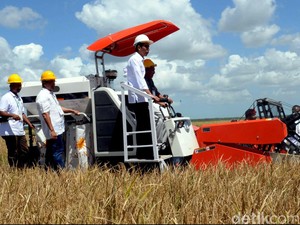 Begini Wajah Merauke yang Bakal Dijadikan Lumbung Pangan Nasional