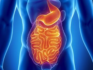 4 Organ Penting Sistem Ekskresi Manusia dan Gangguan yang Bisa Dialami