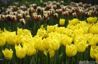 Sambut Valentine, Ini Tempat Romantis di Singapura