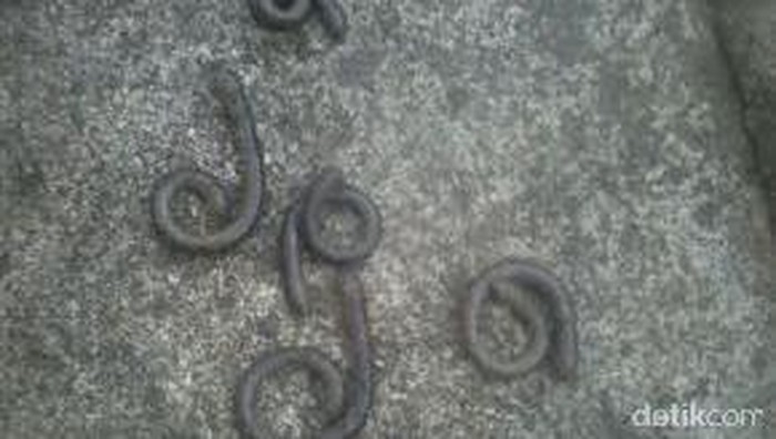 Harap Tenang! Cacing di Bantul Bukan Tanda akan Gempa