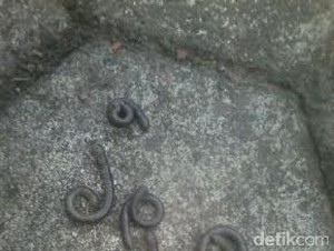 Harap Tenang! Cacing di Bantul Bukan Tanda akan Gempa