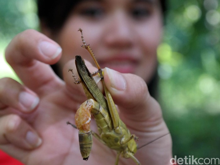 Selain Bergizi, Konsumsi Serangga Juga Ramah Lingkungan