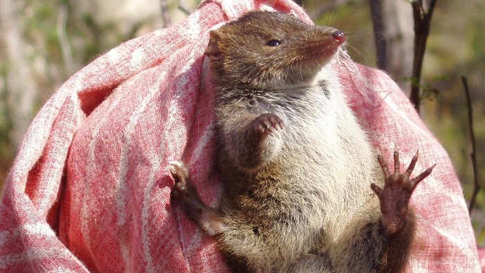 Marsupial dari spesies Antechinus_swainsonii (Dok. common.wikimedia.org)