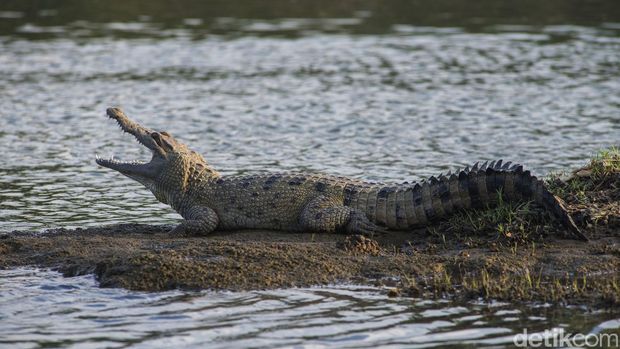 Buaya Muara di Kali Porong Buaya Muara di Kali Porong