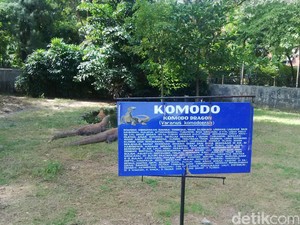 Populasi Komodo di KBS Besar, Ini Pembagian Kandangnya