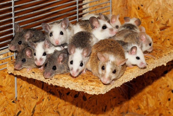 Ilustrasi Tikus