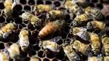Terungkap! Usia Lebah Kini Lebih Singkat dari 50 Tahun Lalu