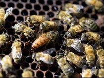 Video: Israel Diserang Gerombolan Lebah, Warga Diminta Tetap di Rumah