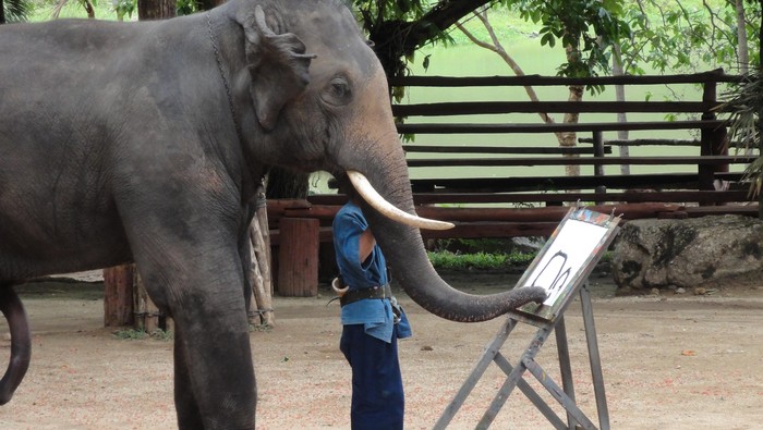 Pria Thailand Tewas Diserang Gajah Saat Makan Malam di Restoran