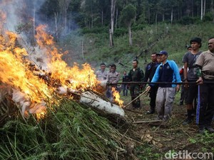 BNN dan Kodim Gayo Lues Musnahkan 3,5 Hektar Ladang Ganja di Aceh