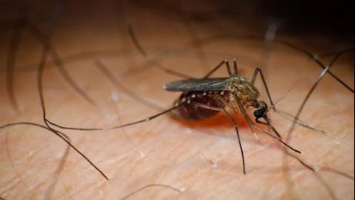 Ilustrasi seekor nyamuk yang sedang hinggap di tubuh manusia dan mengisap darah