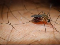 2.125 Warga Karawang Terjangkit DBD Sepanjang 2025, 7 Orang Meninggal