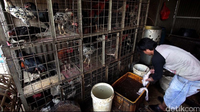 Harga Ayam Hidup Rp 13.000-Rp 14.000/ Ekor, Peternak Terancam Bangkrut