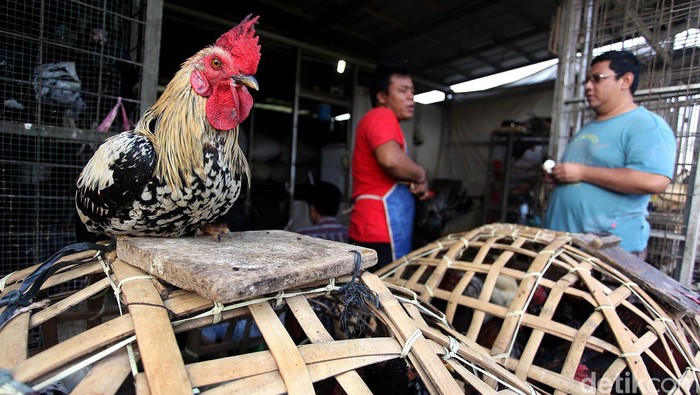 Menjelang bulan puasa, harga daging ayam potong dan ayam kampung di sejumlah pasar tradisional di Kota Bekasi, Jawa Barat, mengalami kenaikan. Kenaikan harga ayam potong, disebabkan tren kenaikan harga menjelang bulan suci Ramadan. Rengga Sancaya/detikcom.
