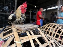 Apa Doa Saat Menyembelih Ayam?