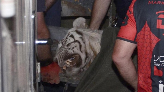 Tewaskan Pria, Harimau yang Kabur di Georgia Ditembak Mati