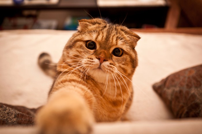 Ilustrasi seekor kucing