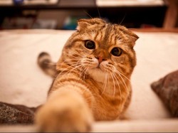 5 Jenis Grooming Kucing dan Manfaatnya, Membersihkan Kuping hingga Cakar