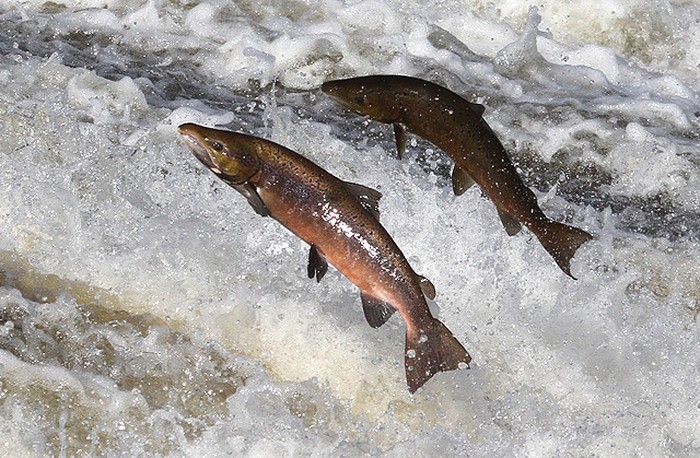 ikan salmon