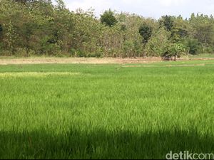 Kualitas Pupuk Jadi Penentu Meningkatnya Produksi Padi dan Jagung