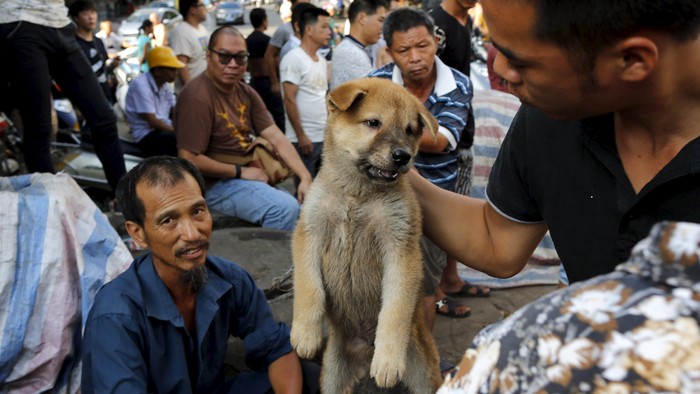 Komedian Inggris Hingga Aktor Film Harry Potter Serukan #StopYulin2015