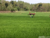 Daftar Daerah Rentan Kesulitan Pangan di RI