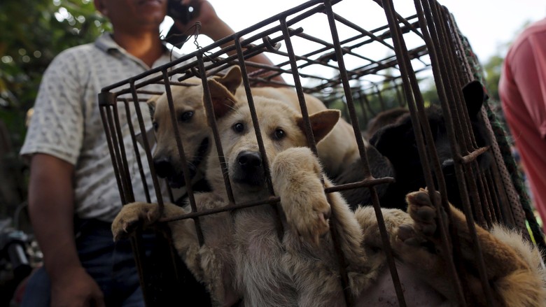 Bupati Karanganyar Akan Tutup Semua Warung Makan Daging Anjing Bupati Karanganyar Akan Tutup Semua Warung Makan Daging Anjing